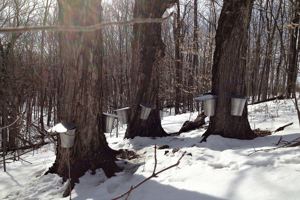 Tapped Trees in March | We Are Wildness