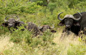 Walking with the buffalo| We Are Wildness Featured