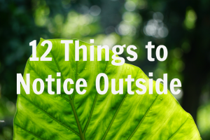 12 things to notice