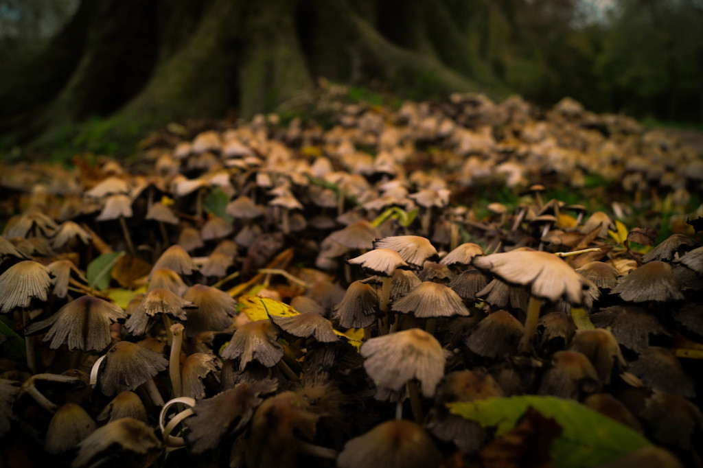we are wildness forest autumn mushrooms rewildyourlife wildfoodlove