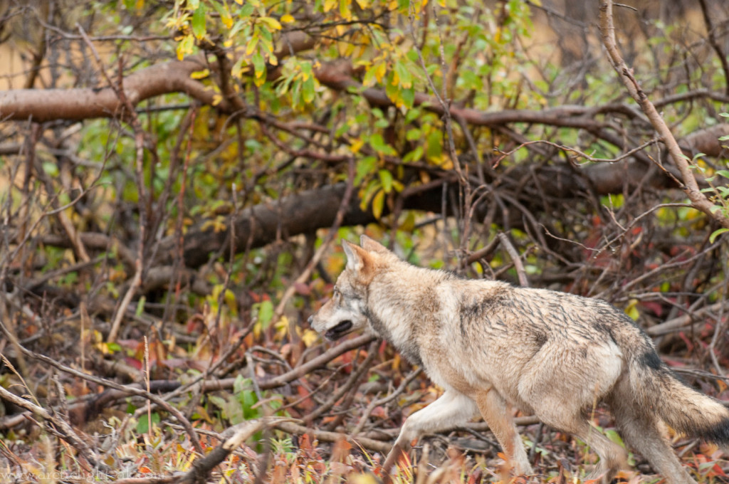 Wolf: Grant Creek Pack