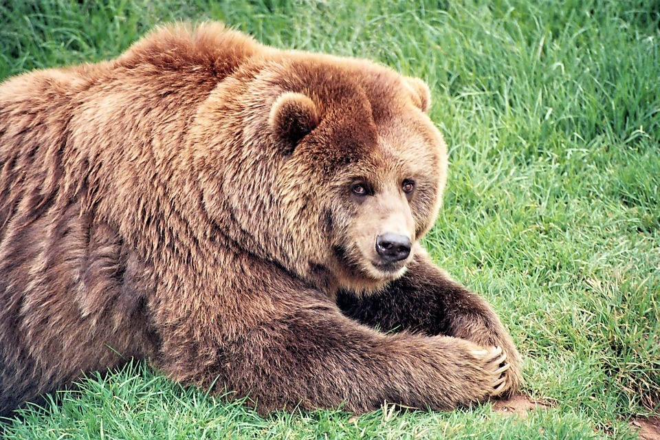 how to behave around wild animals - we are wildness - grizzly bear - rewild