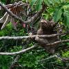 sloth lessons people can learn from animals we are wildness blog header