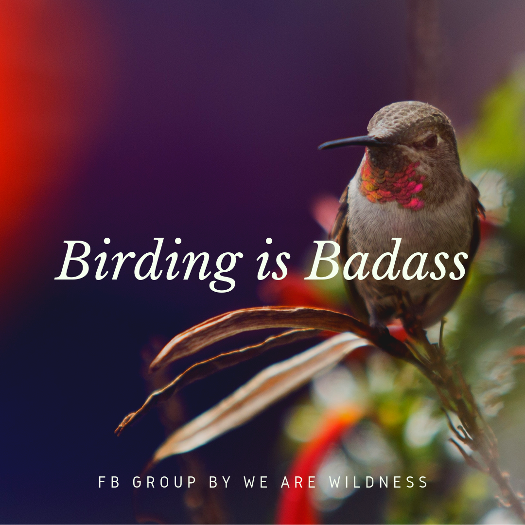birding is badass community facebook group - join us if you are a bird watcher bird lover bird nerd or birder - we are wildness -