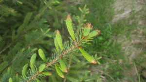 spruce tips chris gilmour
